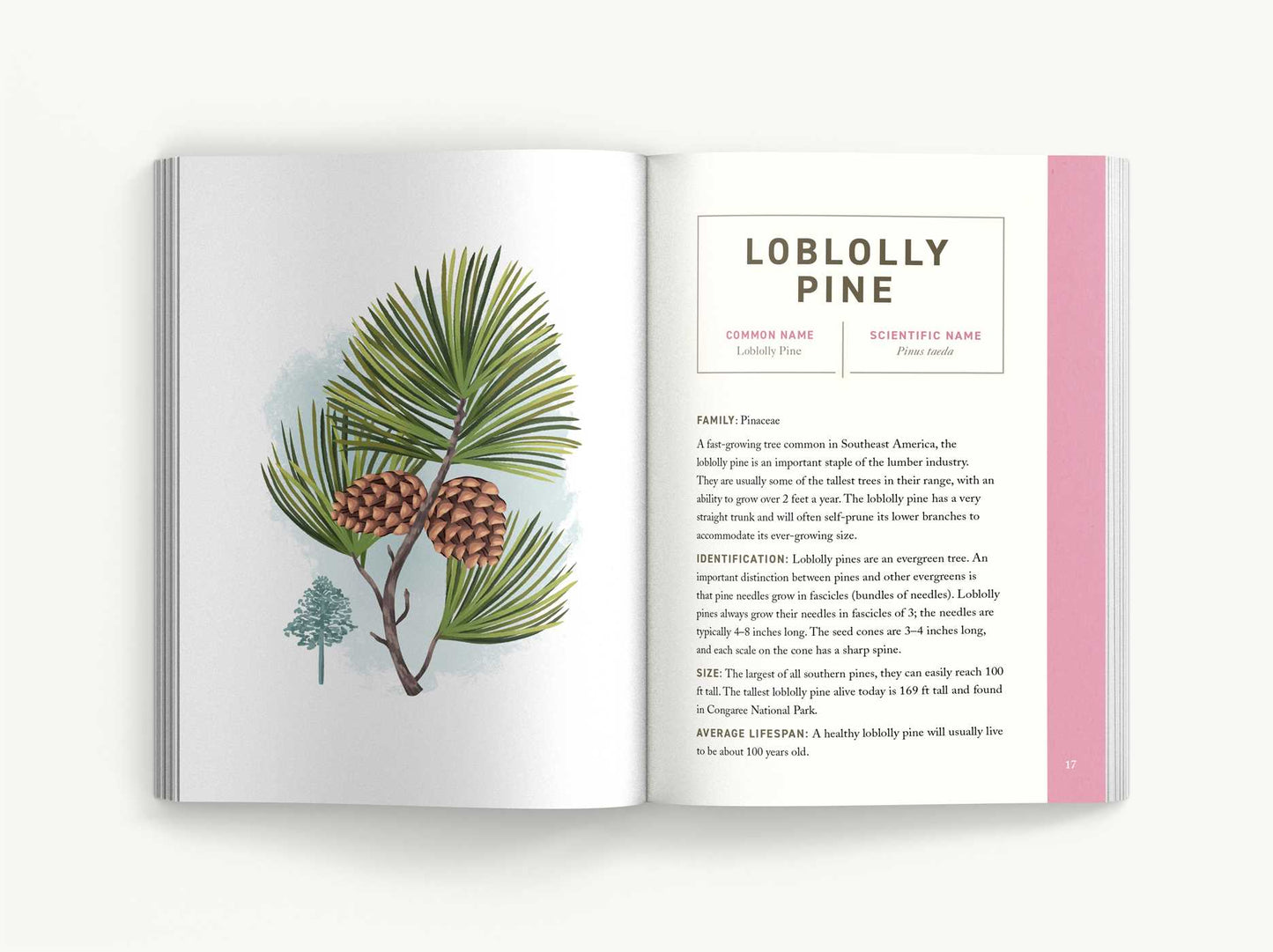 Trees: An Illustrated Field Guide